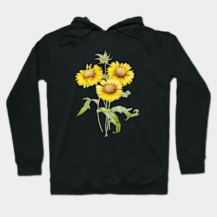 Vintage Blanket Flowers Botanical Illustration Hoodie